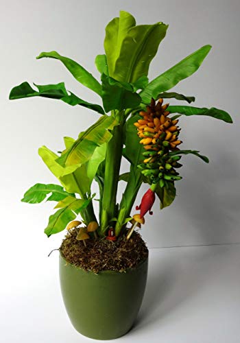 Cemeha Seeds Indoor Banana Tree Ornamental Perennial Non-Gmo #TOP3
