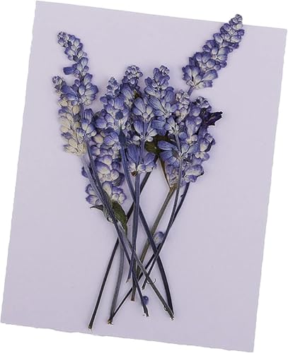 10 piezas flores secas prensadas naturales lila para decoración miniatura 5