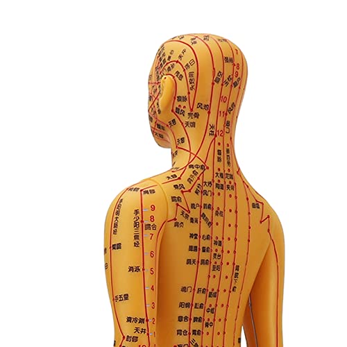 Acupuncture Model with Chart Kit (Women Style), Acupoint Mannequin Pressure Point Acupuncture Model - 53cm Standing Height
