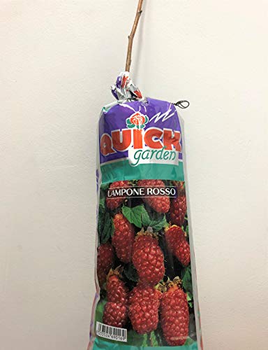 Pianta di Lampone Rosso 30 Cm In Zolla Pronta da Piantare Cespuglio Perenne Giardino Vaso