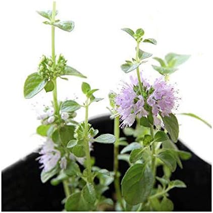 観葉植物 ハーブ苗 ミント ペニーロイヤルミント ３号 １ポット 虫除け植物 家庭菜園