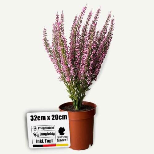 Botanic-Haus künstliche Erika in braunem Kunstofftopf (pink) – Kunstpflanze für Ihre Herbstdeko – Heidekraut 32 cm – künstliche Pflanzen Outdoor wetterfest für den Balkon & geschützten Außenbereich