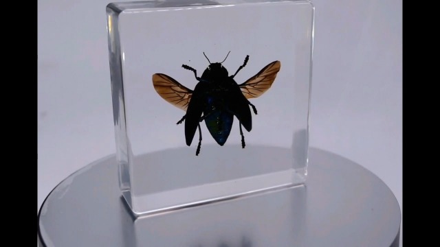 Image of 2.9 inch Real Polybothris Sumptuosa Gemma Blue Jewel Beetle w /Open Wings in Crystal Clear Lucite Resin Specimen Preserved Insect Taxidermy Collection for Biology Science Education Desk Display Supplies