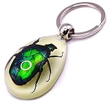 HQRP-Crystal 45mm Real Emerald Green Chafer Beetle in Glow in The Dark Lucite Keychain Insect Animal Taxidermy Sample Inside for Biology Science Education Decoration Tear Drop Key Ring Chain Pendant