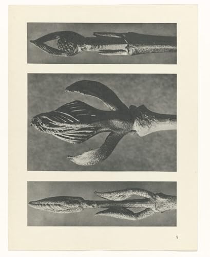 Pintura decorativa botánico su tela de Karl Blossfeldt cuadro arte pared salón 60x90cm