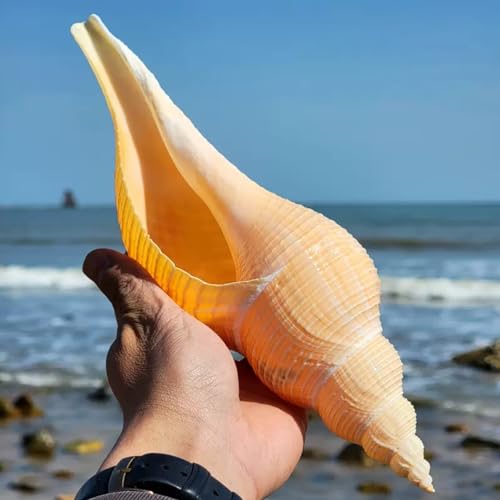 Muszle do dekoracji ślubnych i imprez tematycznych na plażę - muszle dmuchające trąbki do dekoracji wnętrz