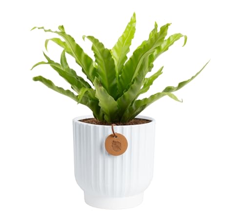 Costa Farms Bird's Nest Fern Live Plant in Decorative Pot, Air Purifying Indoor Houseplant, Perfect...