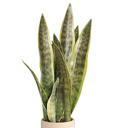 XZJMY Fake Snake Plant 16.5 Artificial Plant Fake Sansevieria for Home Office Store Decoration Without Vase (3Pcs Green)