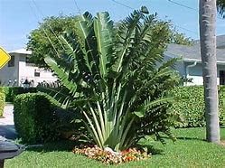 Miniatura 5 de Semillas de palma de viajero (5 unidades)