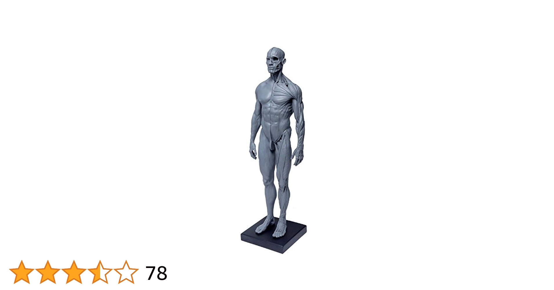 人体模型 約180cm 詳細な筋肉構造 Amazon.co.jp: 人体模型 胴体解剖モデル 人間 54パーツ 解剖