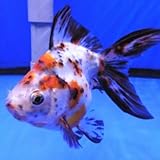 Calico Ryukin Goldfish - 2-2.5' (Pack of 3 Goldfish) Live Fish for Aquarium