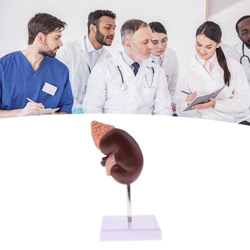 Image of Kidney Model, 24 Markers Clear Zoning Premium Color Painting No Fading Kidney Anatomy Model Flame Retardant PVC Human Anatomy with Base for Teaching, Display