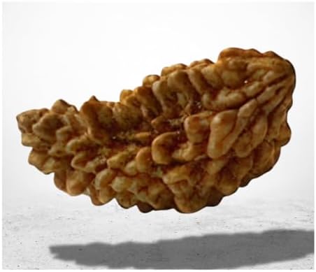 1 Mukhi Rudraksha Original Certified Lab Tested Natural Rudraksh 1 ...