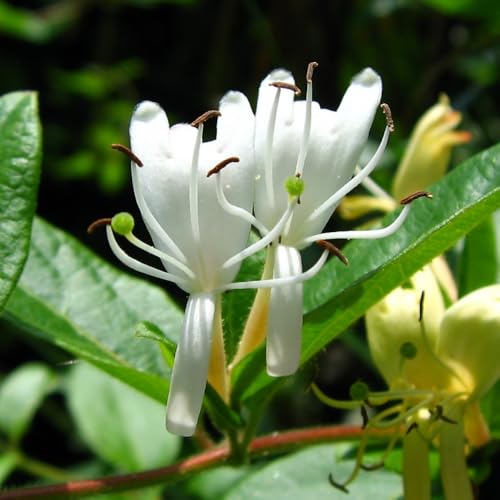 Honeysuckle Live Plant, Honeysuckle Vine Plant, 6-8" Fragrant and Fast-Growing Vines, Yellow White Color, Bare Root - Thumbnail 4