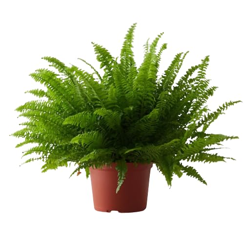 Helecho Común Natural Planta de Exterior Ideal para Embellecer tu Jardín