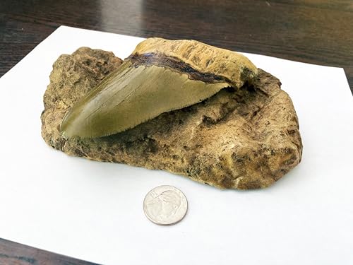 Image of Megalodon Tooth in Matrix Replica - 7.3 inch Plaque | Carcharocles Megalodon Fossil Cast
