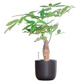 東京寿園 パキラ 大型 観葉植物 本物 土を使わない観葉植物 ハイドロカルチャー おしゃれ ブラック