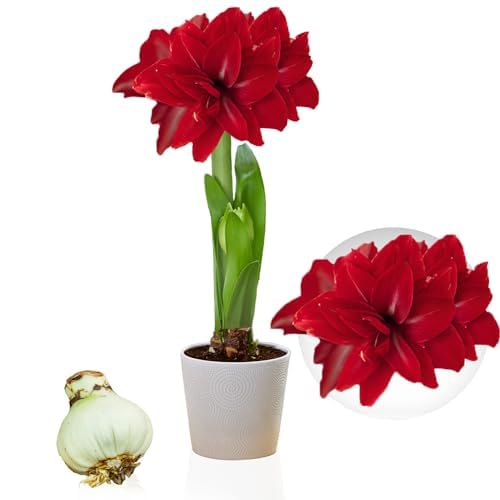 Amaryllis Zwiebel Double Dark Red - 1 Blumenzwiebel in Großformat 26/30 - Exklusive Zwiebeln - Echte Pflanzen aus Holland - Hippeastrum (keine Samen, Wachs und nicht künstlich)