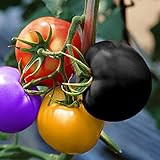 Haloppe 400 piezas de semillas de tomate para plantar en el jardín de su casa, semillas de hortalizas, semillas de tomate perennes para el jardín 400 piezas