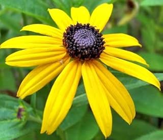 14 Border Flower Bed Ideas for Defined and Colorful Edging 50 Black Eyed Susan Nice Garden Flower by Seed Kingdom Bulk 1 Lb Seeds