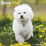 Stil: Wandkalender Bichon Frisé - Gelockter Bichon 2025- 16-Monatskalender: Original Avonside-Kalender [Mehrsprachig] [Kalender] (Wall-Kalender)