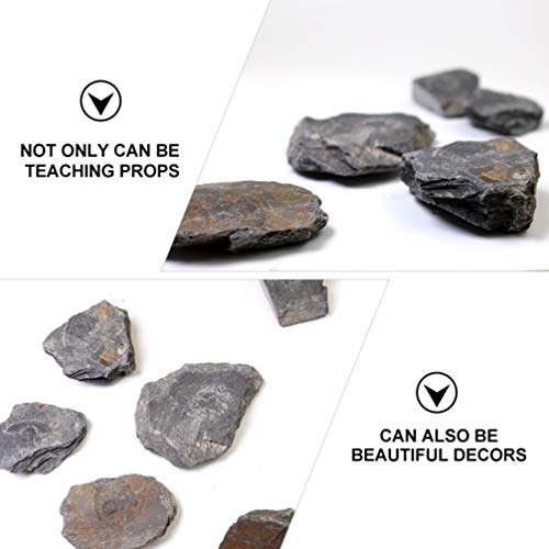 ULTECHNOVO Espécime Fóssil Trilobita Ornamento Decoração Parágrafos Paleontologia Entusiastas de Ens