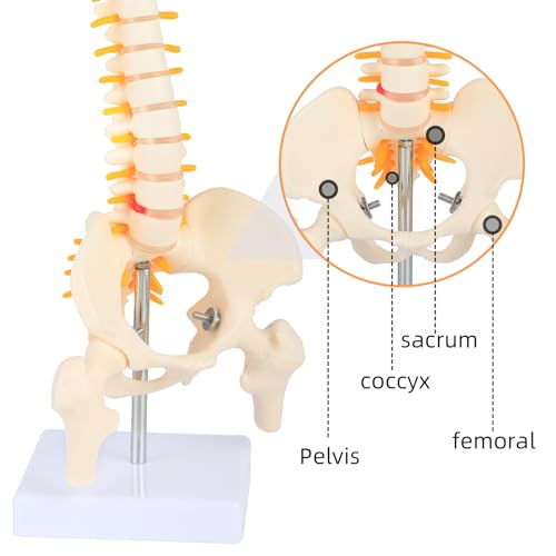 Image of 1 /2 Life Size Spine Anatomy Model - 17.7 inch Human Spine Model with Spinal Nerves, Pelvis, and Femur, Includes Stand and Pointer for Teaching Use.