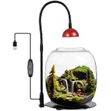 Glas Sukkulenten Air Planter mit Licht, Pflanzenterrarium mit Zeitschaltfunktion für Pflanzen, Glasvase mit Licht für Moos, Miniaturgärten, Bettafisch, Zimmerpflanzen, Deko für Home Office