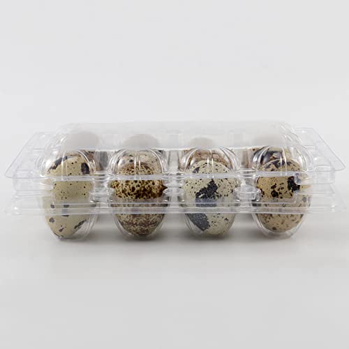 KEILEOHO 150 Pcs 12 Grids Clear Quail Egg Cartons, Plastic Quail Egg Dispenser Holder Case, Stackable Quail Egg Trays Bulk Storage Box for Small Eggs, Pheasant, Pigeon, Grouse by KEILEOHO - Image 7