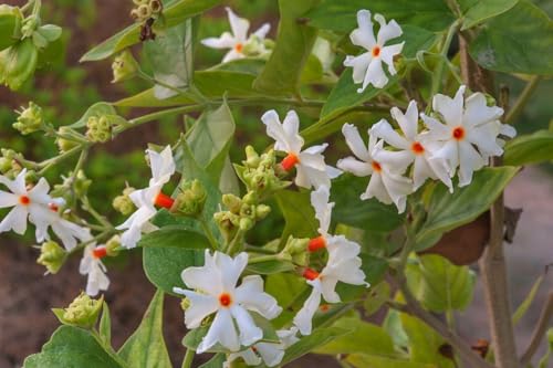Árbol del duelo - jazmín nocturno - jazmín coral Nyctanthes arbor-tristis 5+ semillas E 232