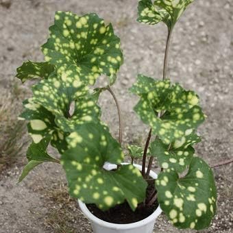 ツワブキ苗 ツワブキ 珊瑚 4寸鉢 花 Amazon