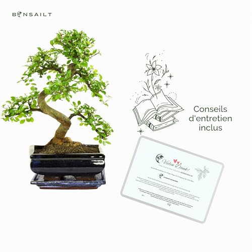 Bonsaï avec pot en céramique - Ligustrum, Ficus, Carmona, Podocarpus, Orme chinois - environ 6-9 ans – vue 4