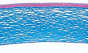 3B Scientific GmbH W13418 Sensory Organs Micro. Slides/Set of 10, Grade: 1 to 2