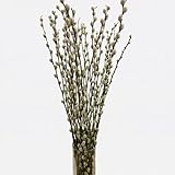 Generisch Weidenkätzchen Zweige 100 cm, konserviert & naturgetreu, ideal für Ostern, Frühling & Vasendeko