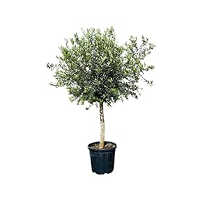 Olijfboom – hoogte 190 cm, stamomtrek 20-40 cm, ca. 40 jaar oud, olijven, olea europea, A+