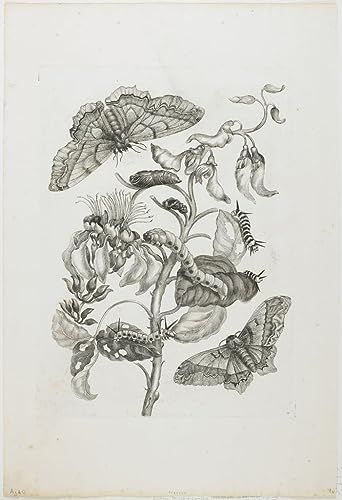 Toile d'art Maria Si papillons et fleur, impression haute définition 60x90cm
