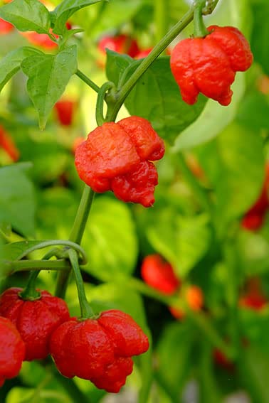 Platone_™ Naga Viper Scorpion Cultivars Chilli Seeds Hybrid_SD251_(100per packet) (B0B4SNYQWN) Amazon Price History, Amazon Price Tracker