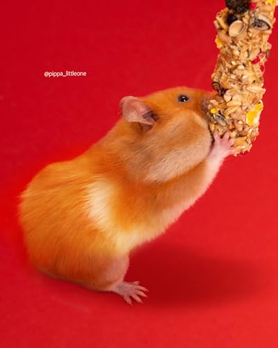 Little One Fruit & Nuts Sticks | 120 g (2 x 60 g) | Ergänzungsfuttersnack für Hamster, Ratten, Mäuse und Rennmäuse | Mit Früchten und Nüssen | Vielseitig befestigbar