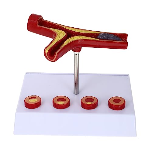 Modèle anatomique en PVC de vaisseau sanguin pour surmonter les difficultés en physiologie