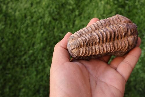Image of Calymene Trilobite Flexicalymene Trilobite Ordovician Fossil Trilobites A217