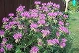 1.000 Semillas, bálsamo de abeja (Monarda fistulosa) Un"debe" para cualquier jardín