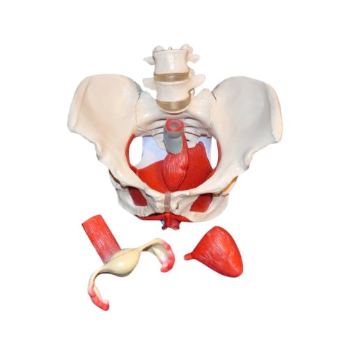 Wellden Product Medical Anatomical Female Pelvis Model With Removable Organs, 6-Part, Life Size #TOP5