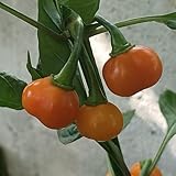 Pitanga Laranja, 10 semillas, Capsicum baccatum (544)