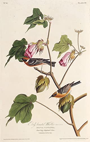 Tableau d'oiseau Audubon 60x90cm pour remplacer les murs blancs et vides