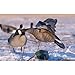 Higdon Outdoors Clone | Canada Goose Flapping Motion Decoy with Adjustable Wing Speed | Ultra Realistic Goose Decoy for Waterfowl Hunting | Includes Carry Bag, Stand, Power Cord & Remote
