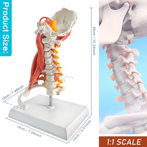 Image of EVOTECH SCIENTIFIC Cervical Spine Anatomical Model with Brainstem, Muscles, Thoracic Vertebrae & Nerves - Life-Size Human Neck Vertebrae Model for Medical Teaching, Chiropractic, and Anatomy Study