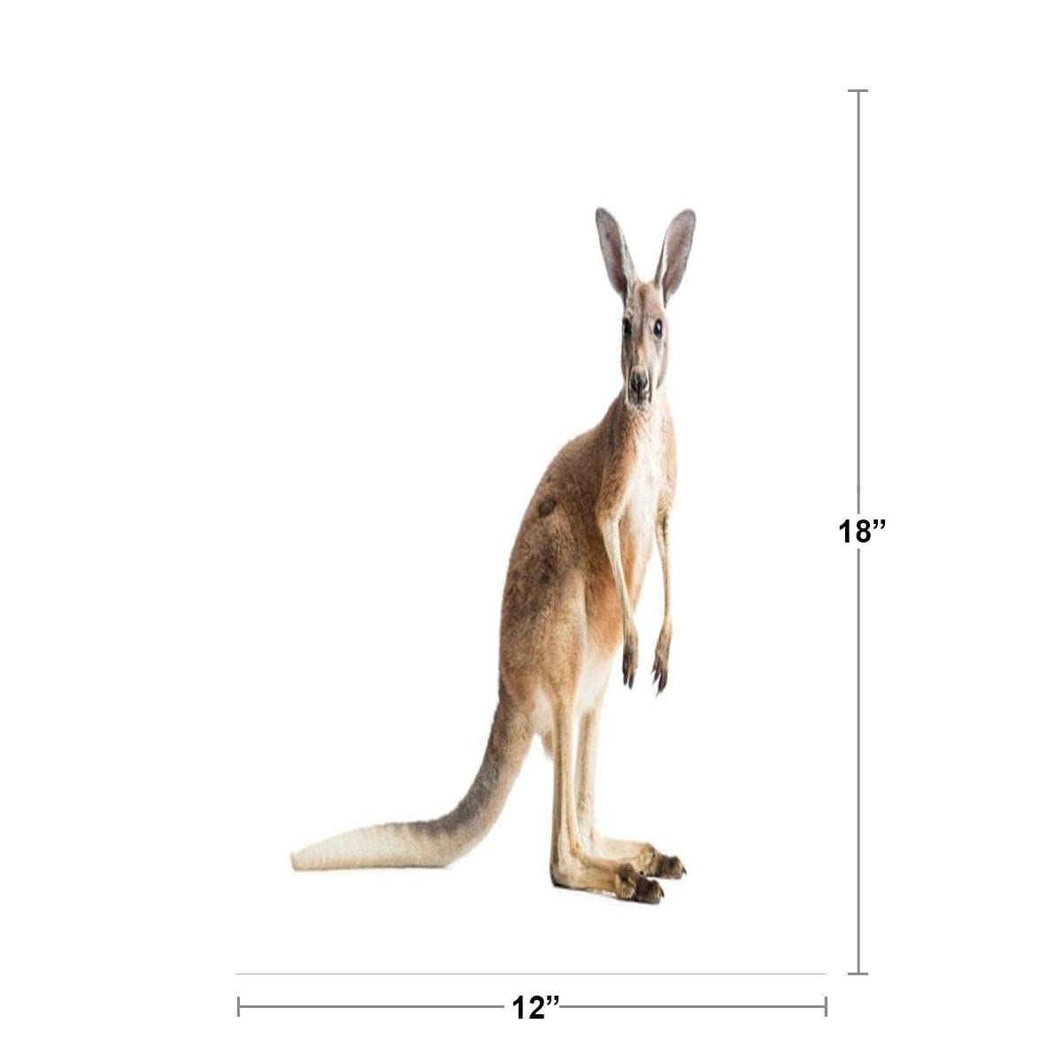Amazon Com Red Kangaroo Full Body Face Portrait Australian Native Animal Looking At Camera Photo White Background Silhouette Cool Wall Decor Art Print Poster 12x18 Posters Prints