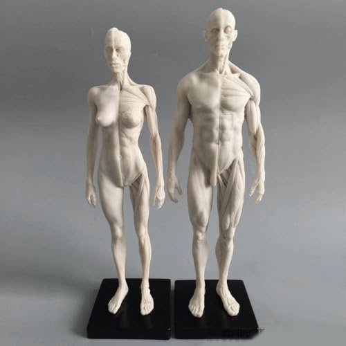 11 Inch Anatomy Mannequins