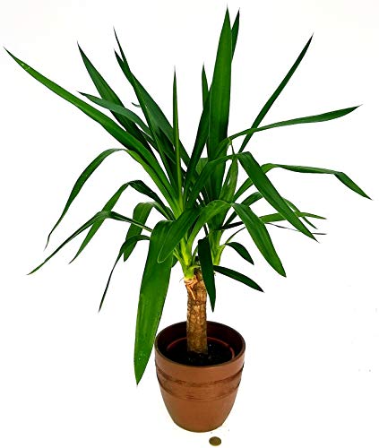 POWERS TO FLOWERS - YUCCA VASO CERAMICA MOKA, Tronchetto della felicità, pianta vera