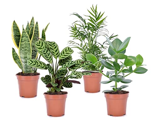 Plant In A Box - Set Di 4 Piante D'Appartamento 'Easy Care' - Manutenzione Molto Ridotta - Sansevieria, Chamaedorea, Ctenanthe, Clusia - Vaso 12Cm - A